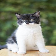 ขายแมวสก๊อตติชโฟลด์