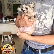 ชิวาวาเด็กชาย ขนยาว สีบลูเมอร์ สวยพริ้ว