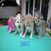 แมวสก็อตติสโฟล์ด หญิงล้วน 3 ตัวสีสวยหายาก ราคาถูก