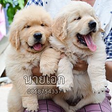 ลูกโกลเด้นจัดส่ง กทม. นนทบุรี  ประทุมธานี สมุทปราการ ชลบุรี ระยอง