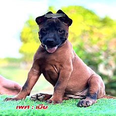 ไทยหลังอานแท้ตัวเมีย 7000 เท่านั้น