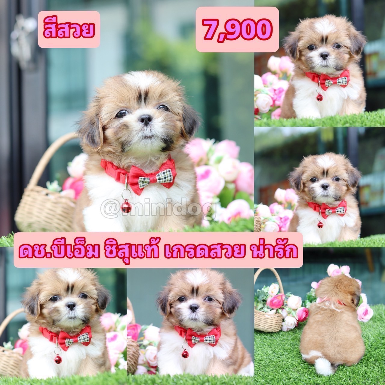 ชิสุแท้เกรดสวย