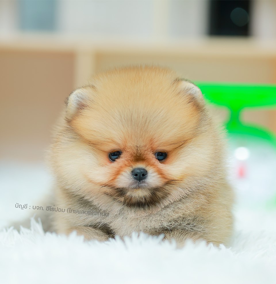 ปอมแท้ ปอมเมอเรเนียน HRM-68130 เพศชาย สีส้ม อายุ 2 เดือน หน้าตาน่ารัก ขาสั้น ขนแ...