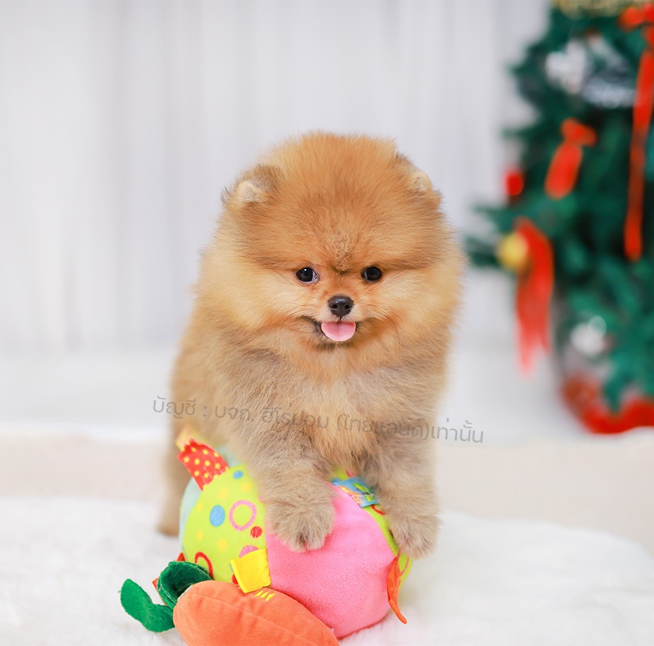 ปอมแท้ ปอมหน้าหมี HRM-10077 เพศชาย สีส้ม อายุ 2 เดือน ขนแน่น ขาใหญ่ กินเก่ง หน้า...