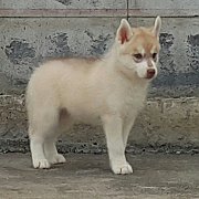 siberain