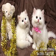 น้องแมวเปอเซียร์ สายพันธุ์แท้ พุงกลม น่าฟัด รับประกันสุขภาพแข็งแรง มีใบเพ็ดดิกรี...