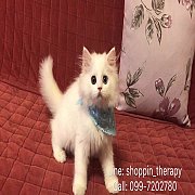 White Persian Kitten สาวน้อยเปอเซียร์แท้ บรีดนอก สีขาวออร่า ตา2สี น่ารักมาก มีใบ...