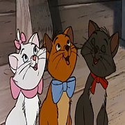 White Persian Kitten สาวน้อยเปอเซียร์แท้ บรีดนอก สีขาวออร่า ตา2สี น่ารักมาก มีใบ...