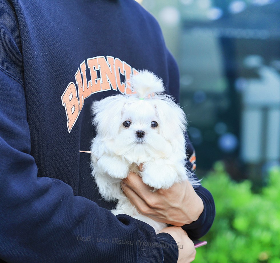 มอลทีส MTM-61665 เพศชาย สีขาว ตัวเล็กตัวน้อยมาก ๆ ขาสั้น ขนแน่นฟู หน้าตาทะเล้น น...