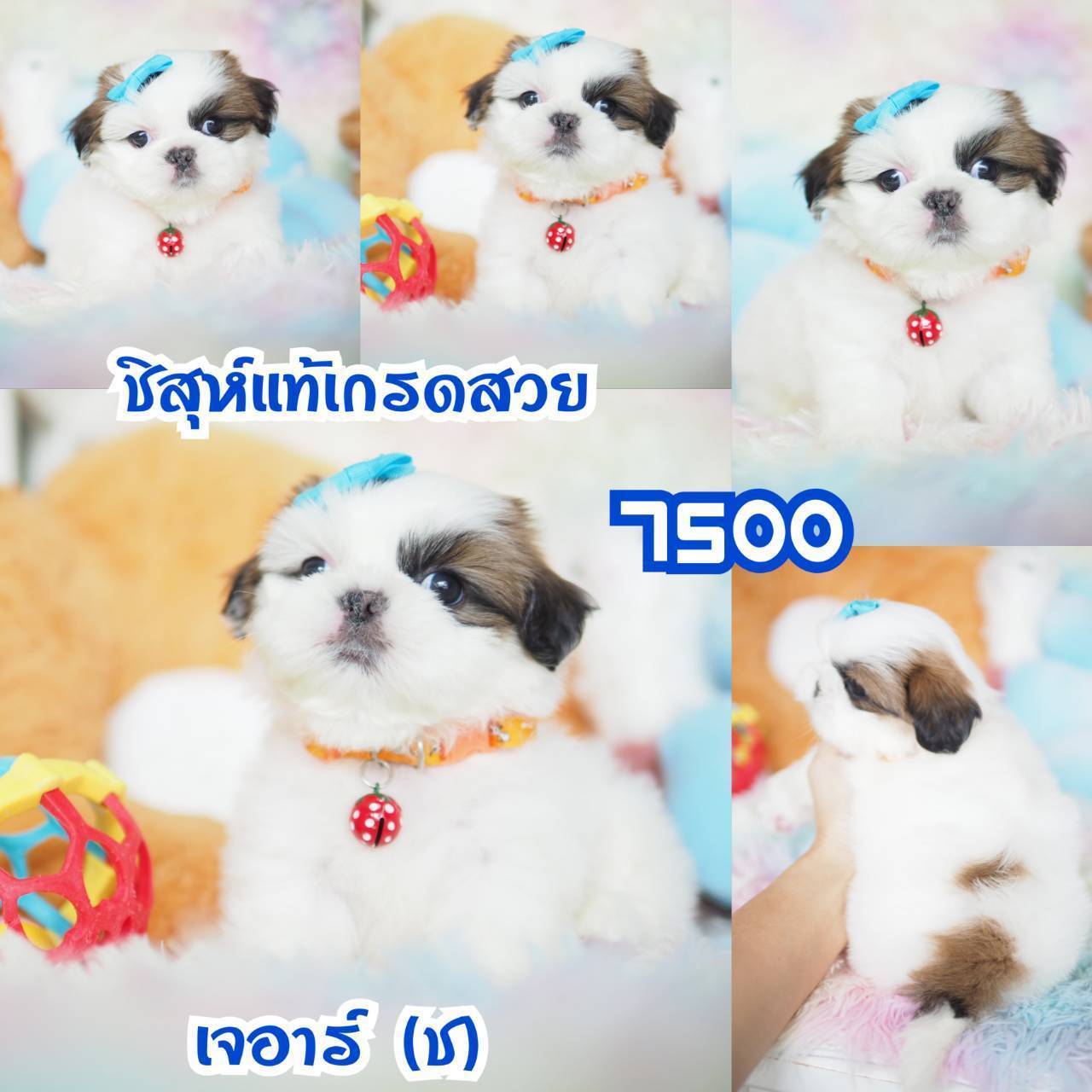 ❤️บ้านกิ๊ฟซ่า ชิสุห์ จตุโชติ สะพานใหม่ บางเขน