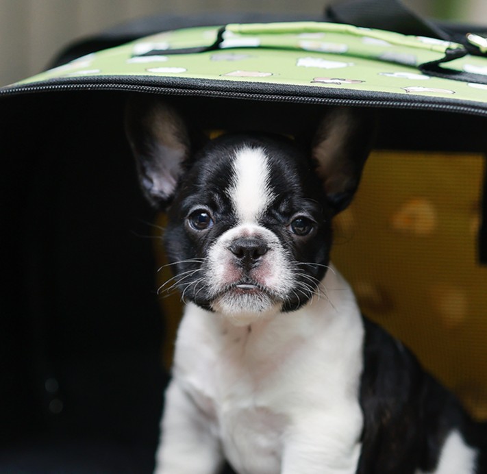 เฟรน บลูด็อก FHF-50858 เพศหญิง สีขาวดำ อายุ 2 เดือน ตัวเล็ก ขาสั้น หน้าสั้น ขนแน...