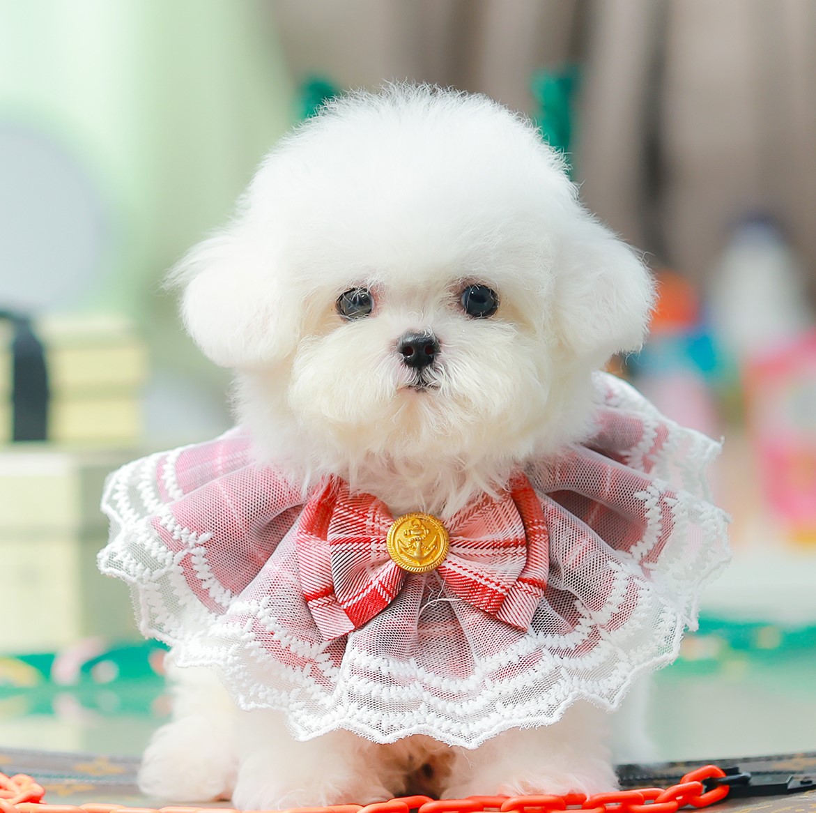 มินิบิชอง BCM-79003 เพศชาย สีขาว อายุ 2 เดือน ตัวเล็ก ขาสั้น หน้าสั้น ขนแน่นฟู