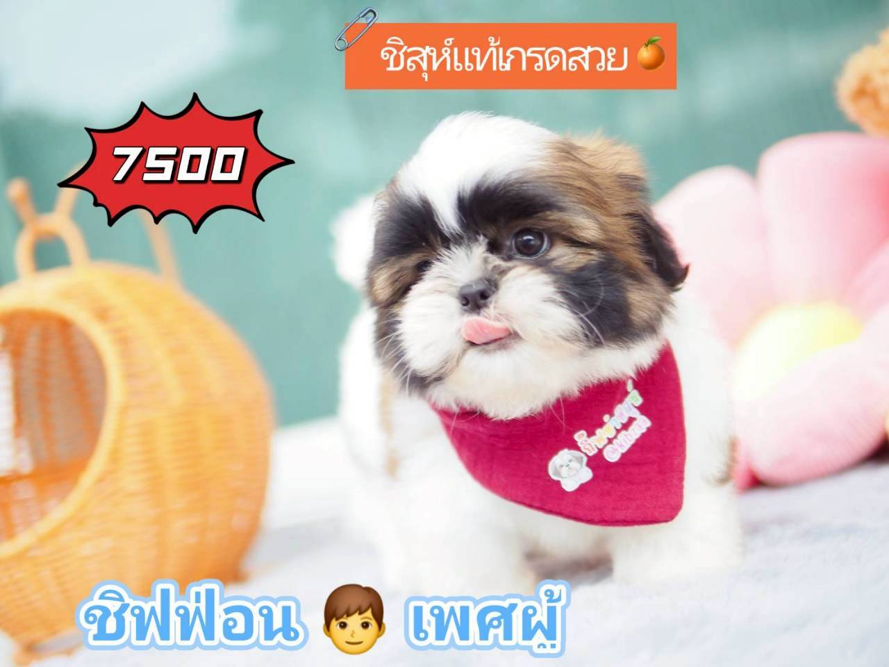 KIBZAA กิ๊ฟซ่า