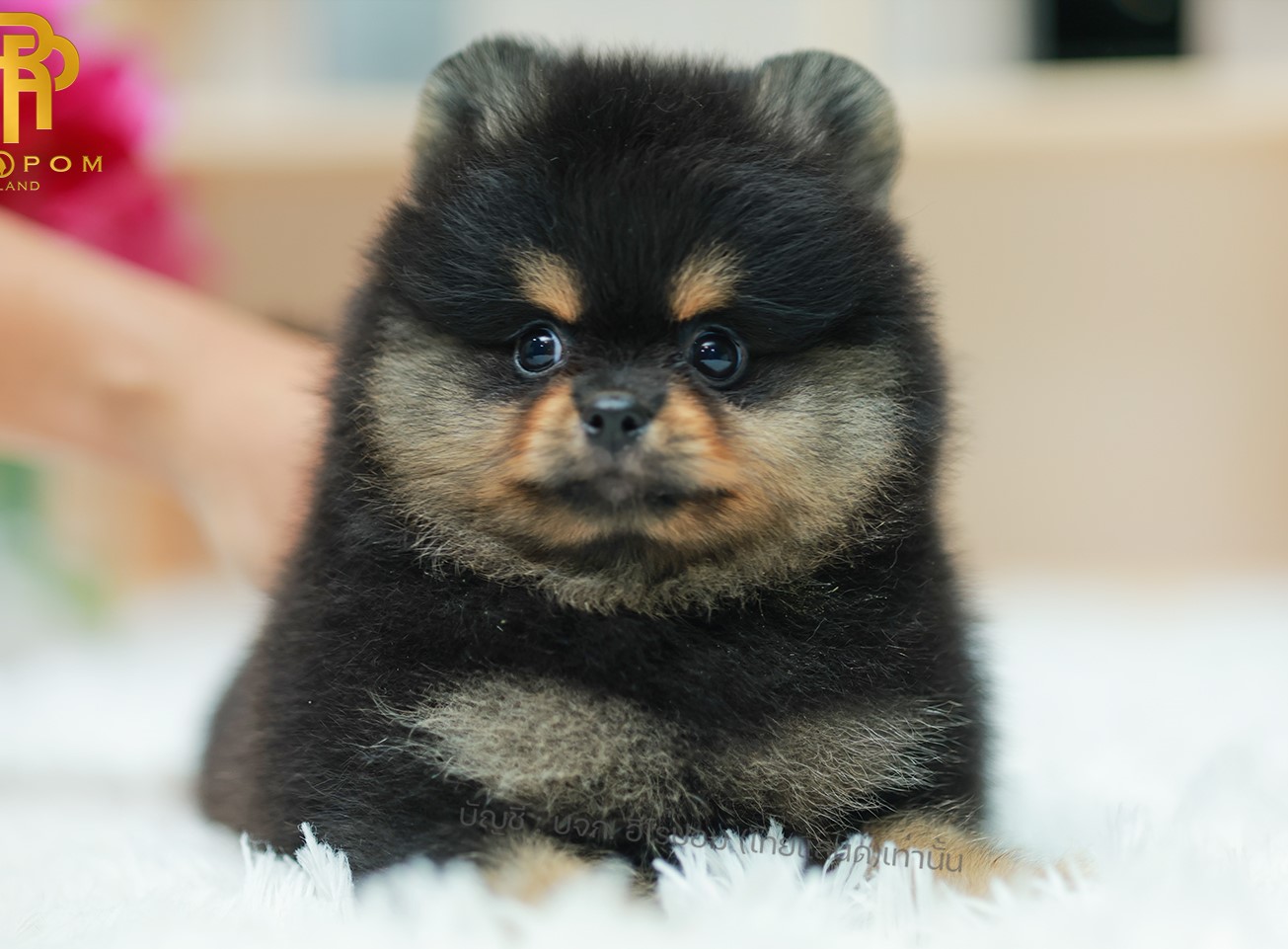ปอมแท้ ปอมเมอเรเนียน HRM-68134 เพศชาย สีแบล็คแทน อายุ 2 เดือน หน้าตาน่ารัก ขาสั้...
