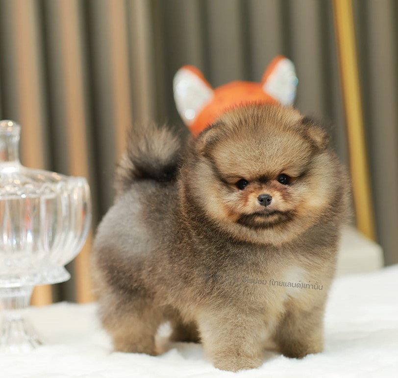 ปอมแท้ ปอมหน้าหมี HRM-10788 เพศชาย สีส้ม เจ้าหนูน่ารัก ตัวสั้นขนแน่นมาก หน้าตาน่...