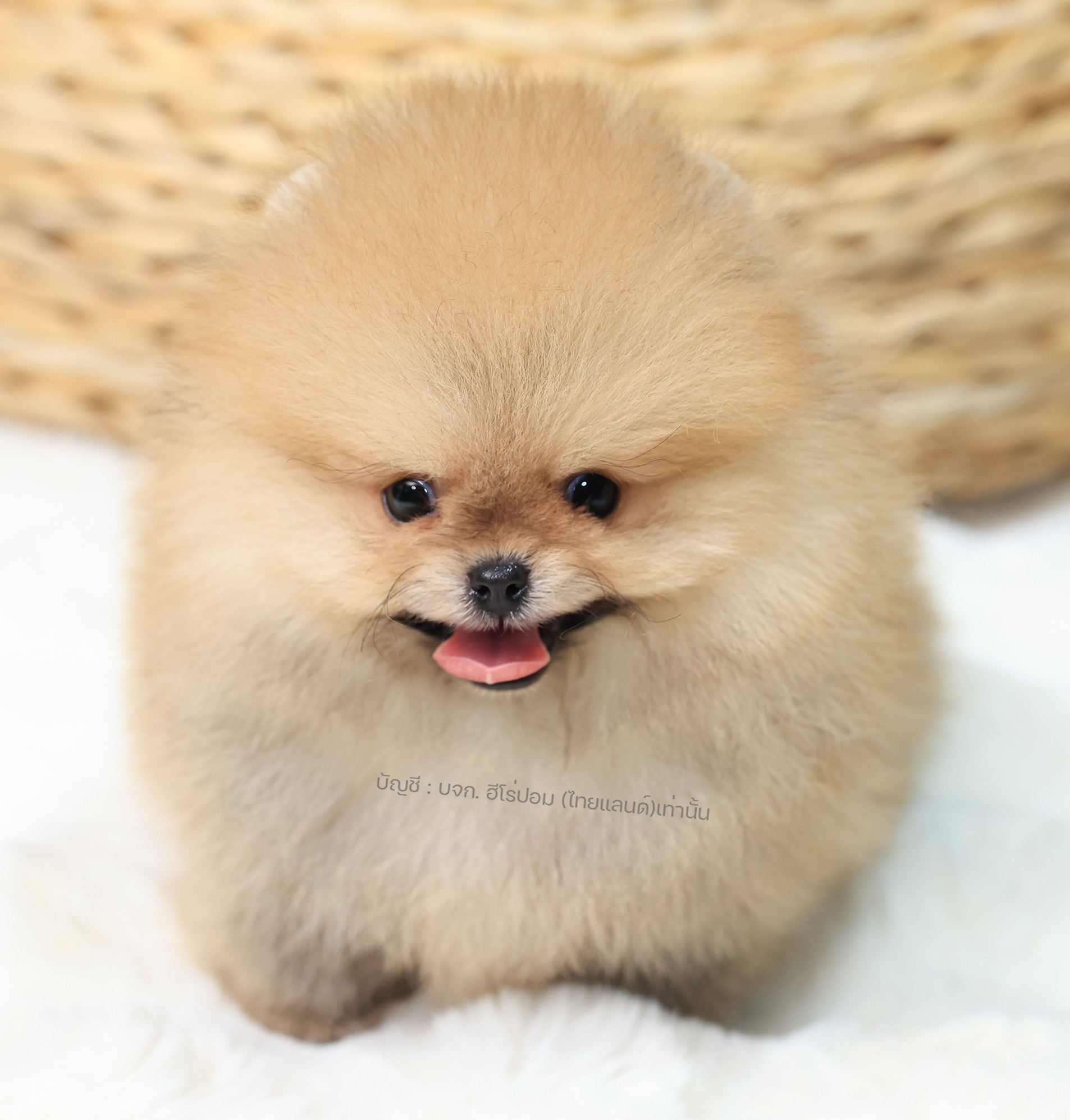 ปอมหน้าหมี ปอมแท้ ปอมเมอเรเนียน HRM-68383 เพศชาย สีส้ม อายุ 2 เดือน หน้าตาน่ารัก...