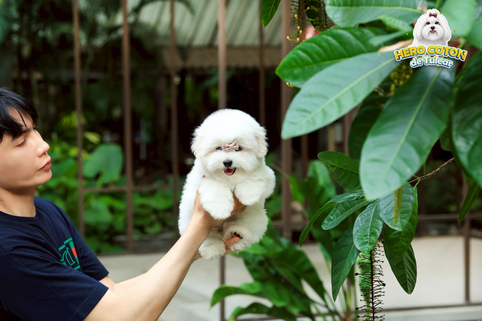 โคตอน CTM-62770 เพศชาย สีขาว สวยหวานลูกคุณ ตัวเล็ก ขนนุ่ม สายเลือดคุณพ่อคุณแม่นำ...