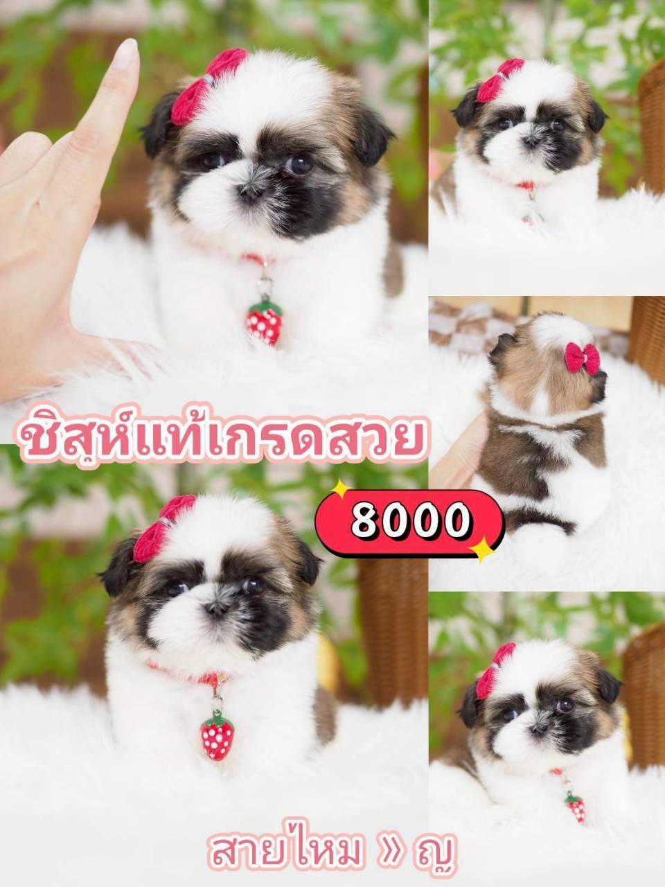 กิ๊ฟซ่าชิสุ ลดได้ จร้า