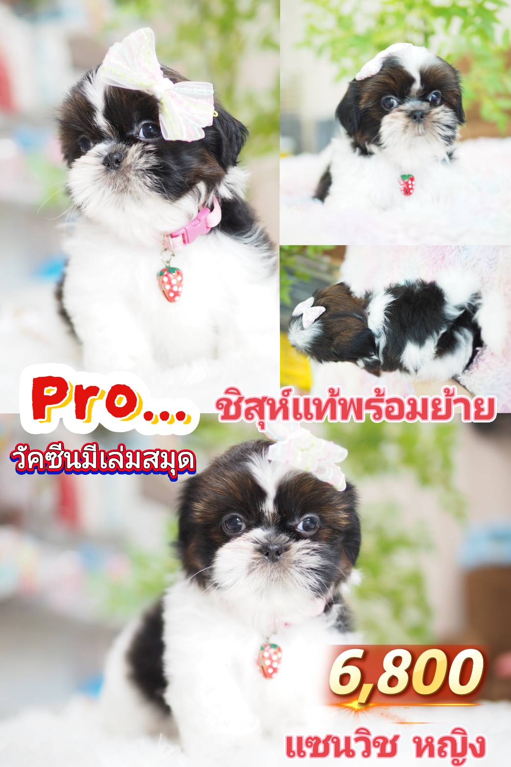 ชิสุแท้ 6800
