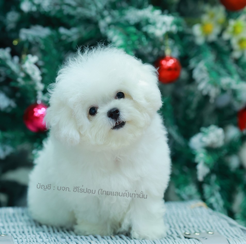 มินิบิชอง BCM-24537 เพศหญิง สีขาว สวยหวานลูกคุณ ตัวเล็ก ขนนุ่ม สายเลือดคุณพ่อคุณ...