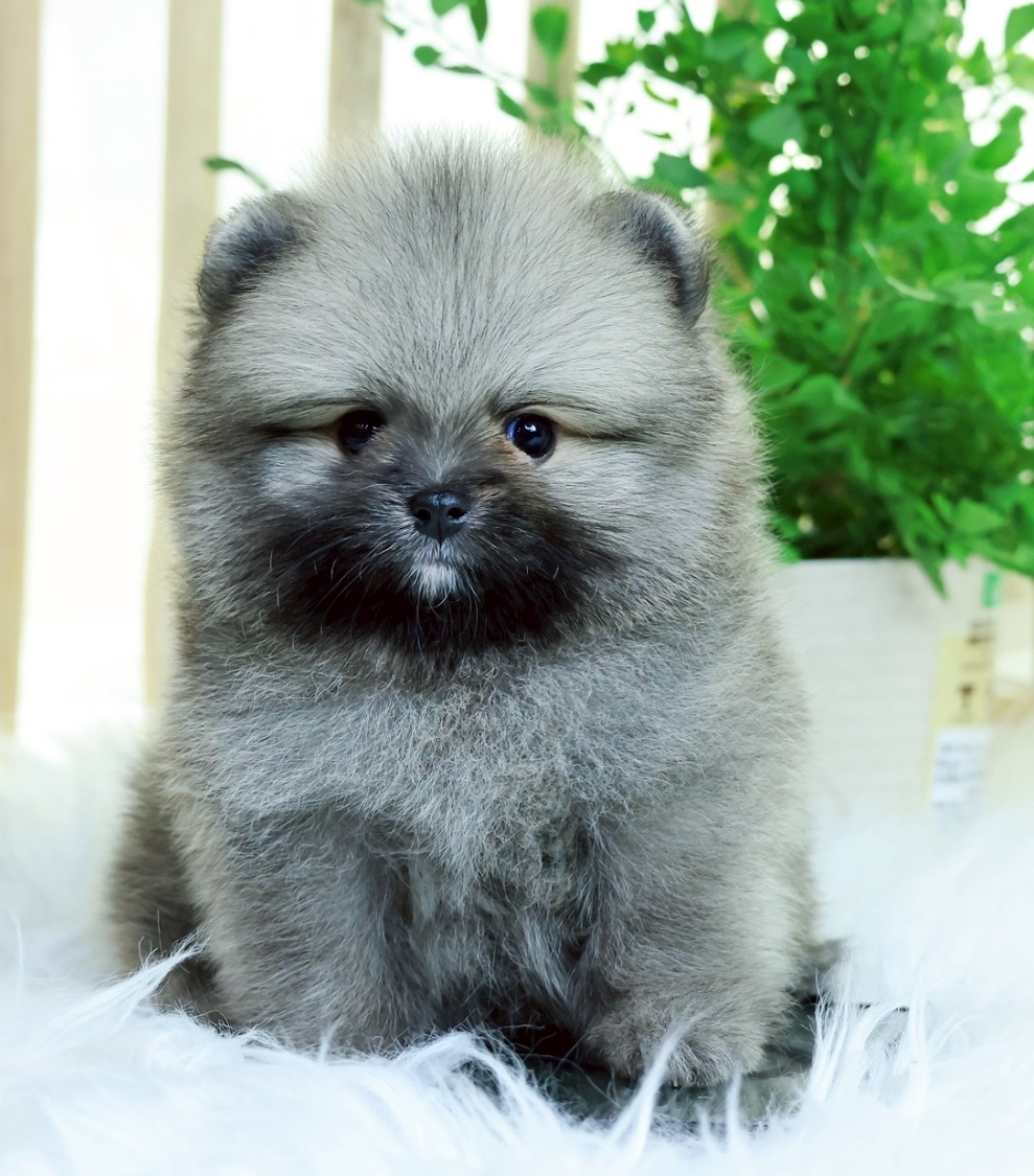 ปอมแท้ ปอมเมอเรเนียน HRM-68353 เพศชาย สีส้ม อายุ 2 เดือน หน้าตาน่ารัก ขาสั้น ขนแ...