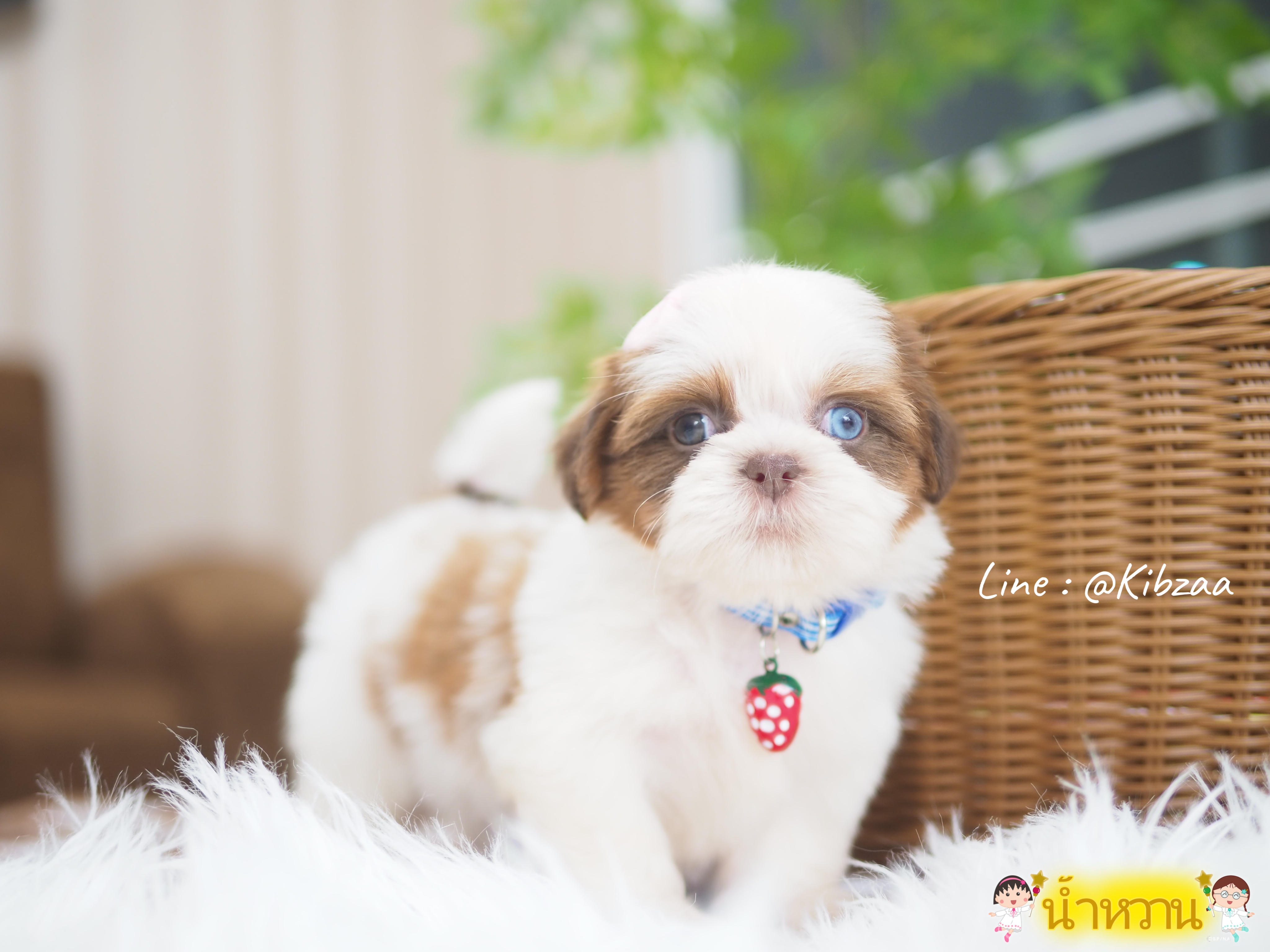 Shihtzu