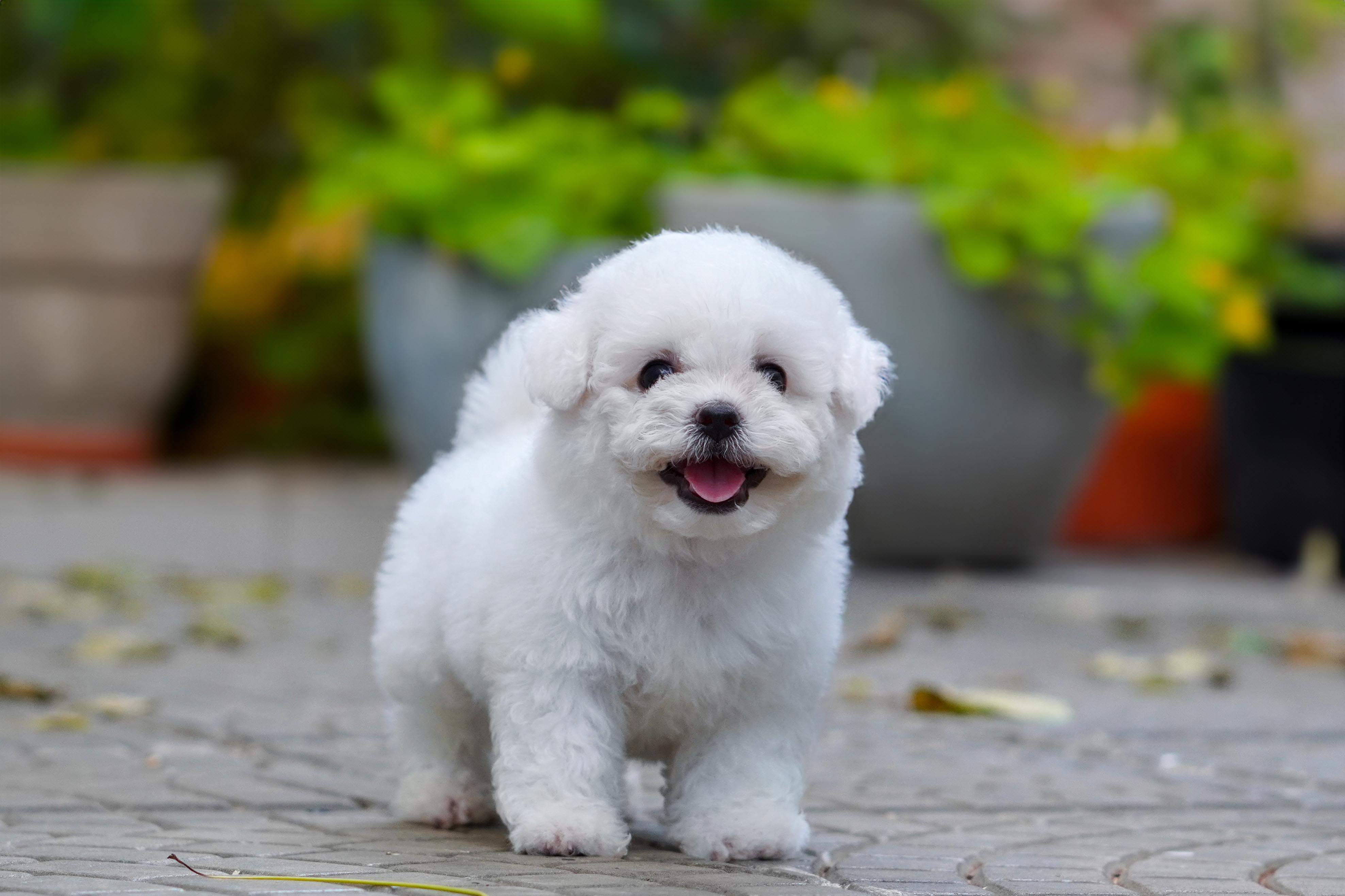 บิชองฟริเซ่ ( bichon frise ) พ่อแม่นำเข้า ญ - ช รับบัตรเครดิตทุกธนาคาร