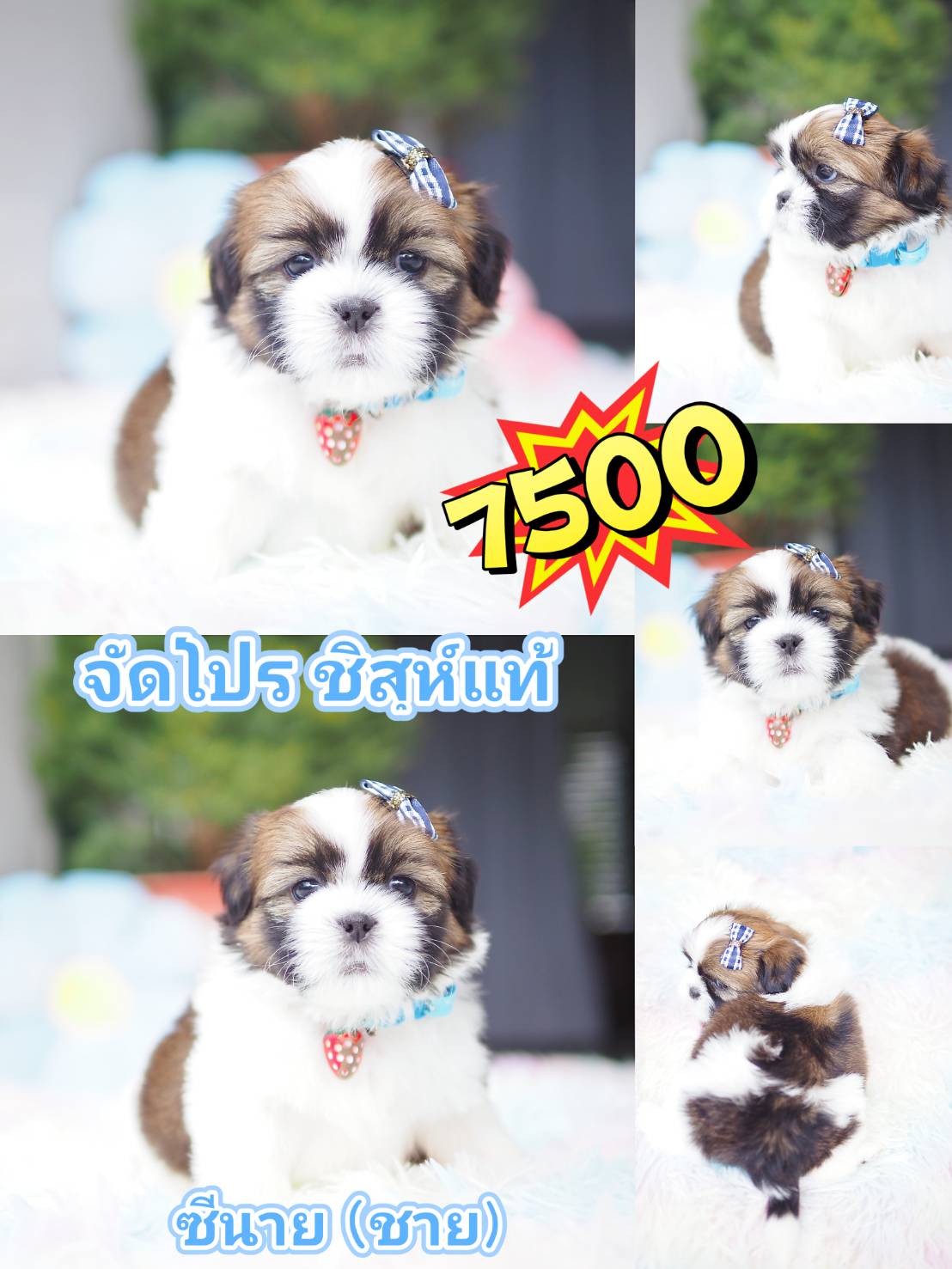 กิ๊ฟซ่า ชิสุห์ ส่วนลด รออยู่คะ