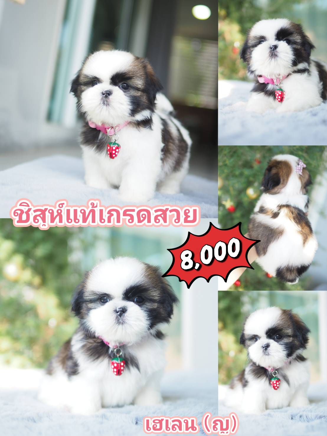 กิ๊ฟซ่า ลดได้ๆ จ้า