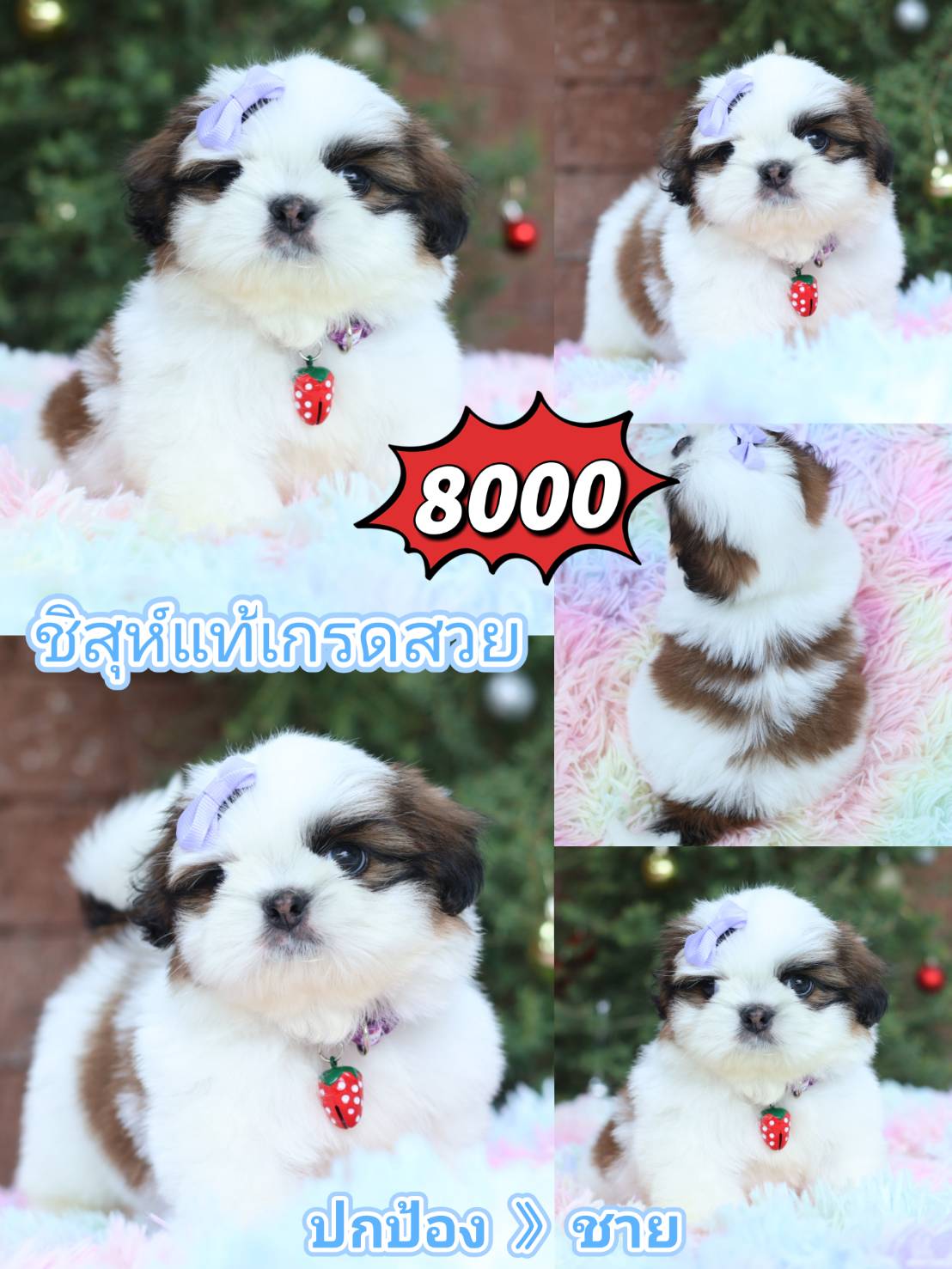 Kibzaa shihtzu