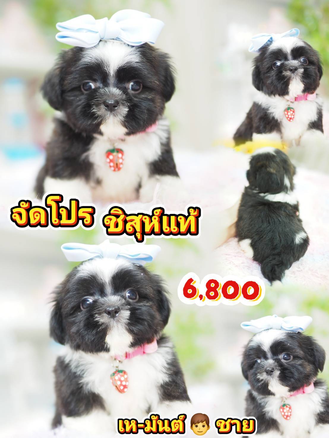 Shihtzu