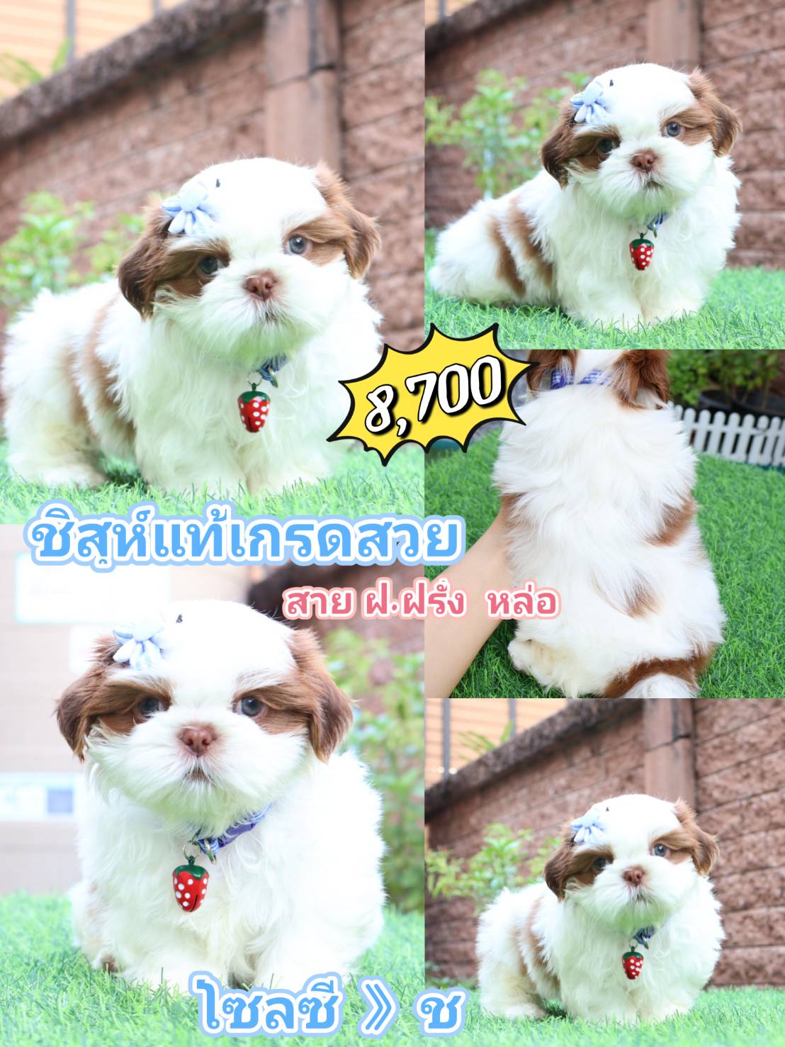 Shihtzu
