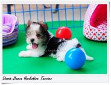 [Doozie-Deeva's Yorkies] ขายลูกบีเวอร์ยอร์ค “น้องเอริค” (Eric) บีเวอร์ ยอร์คเชีย...