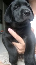 ลูกสุนัขลาบราดอร์สายเลือดอเมริกันแชมป์(มีใบเพ็ดดิกรี)