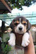 บีเกิ้ล หลายรายการที่ www.facebook.com/AllBreedKennel