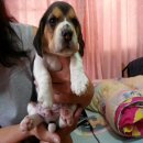 น้องบีเกิ้ล น่ารักๆ เพศผู้ เมีย ต้องการย้ายบ้าน 