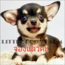 LITTLE DOG'S FARM : จองแล้วค่ะ ชิวาวาขนสั้นสีแบลคแทน