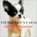 LITTLE DOG'S FARM : ชิวาวาขนยาว สีแฟนซีขาว-ดำ หน้าแบ๊ว มาร์คสวยๆค่ะ