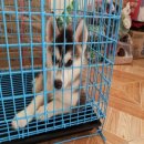 น้อง siberian เจิดจรัส เริ่ด เชิด สวย