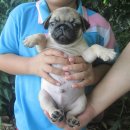 ขายลูกปั๊กเพศผู้ อ้วนล่ำ จ่ำม่ำ น่ารักมาก (ขายแล้ว)