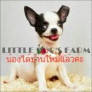 LITTLE DOG'S FARM : ย้ายบ้านแล้วค่ะ ขนสั้น สีแฟนซีขาว-ดำ หน้าแบ๊วค่ะ