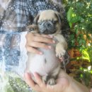 ขายลูกปั๊กเพศ ผู้ จ่ำม่ำ น่ารักมาก (ขายแล้ว)