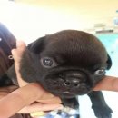 ปั๊กคุณภาพ สีฟรอนและสีดำ มีทั้งผู้และเมียค่ะ จัดส่งได้