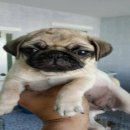 ปั๊กเมียสวยสุดๆวัคซีนแล้ว7500 สนใจติดต่อ0815658229