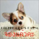 LITTLE DOG'S FARM : จองแล้วค่ะ สาวน้อย ชิวาวาขนยาว หน้าแบ๊วๆค่ะ