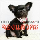 LITTLE DOG'S FARM : จองแล้วค่ะ สาวน้อยชิวาวา ขนยาวสีดำ หน้าแบ๊วๆ 7,500.-