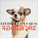 LITTLE DOG'S FARM : จองแล้วค่ะ ตัวเล็กมากๆ สีขาว-น้ำตาล หัวโหนกสวย หน้าหัก ปากสั...