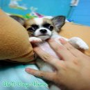 A&N Dogs Home ขายชิวาวาขนยาว เพศผู้ ราคาถูก สำหรับคนอยากเลี้ยง