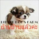 LITTLE DOG'S FARM :ย้ายบ้านแล้วจ้า ชิวาวาขนยาว สีแฟนซีขาว-น้ำตาล หัวกลมหน้าสั้น...