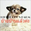 LITTLE DOG'S FARM :ย้ายบ้านแล้วค่ะ ชิวาวาขนยาว สีแฟนซีขาว-น้ำตาล หัวกลมหน้าสั้น...